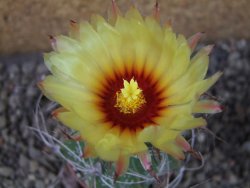 Astrophytum Z Jasenné (niveum), pot 5,5 cm - 12405661