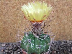 Astrophytum Z Jasenné (niveum), pot 5,5 cm - 12405662