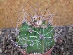 Astrophytum Z Jasenné (niveum), pot 5,5 cm - 12405663