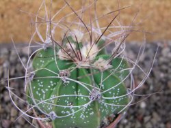 Astrophytum Z Jasenné (niveum), pot 5,5 cm - 12405664