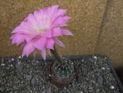 Echinopsis hybrid pot 7 cm