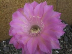 Echinopsis hybrid pot 7 cm - 12405698