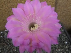 Echinopsis hybrid pot 7 cm - 12405699