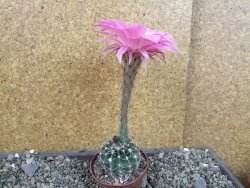 Echinopsis hybrid pot 7 cm - 12405700