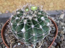 Echinopsis hybrid pot 7 cm - 12405701