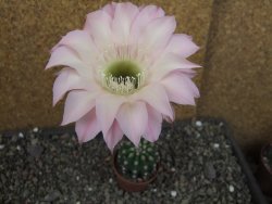 Echinopsis hybrid pot 5,5 cm