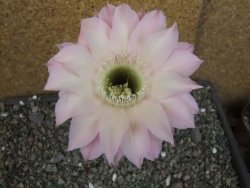 Echinopsis hybrid pot 5,5 cm - 12405713