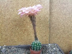 Echinopsis hybrid pot 5,5 cm - 12405714