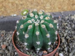Echinopsis hybrid pot 5,5 cm - 12405715