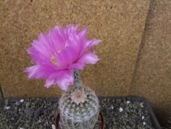 Echinocereus reichenbachii albispinus x bayleyi pot 8,5 cm - 12405722
