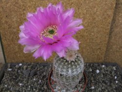 Echinocereus reichenbachii albispinus x bayleyi pot 8,5 cm