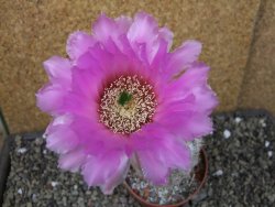 Echinocereus reichenbachii albispinus x bayleyi pot 8,5 cm - 12405725