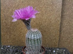 Echinocereus reichenbachii albispinus x bayleyi pot 8,5 cm - 12405726