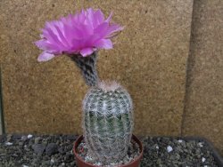 Echinocereus reichenbachii albispinus x bayleyi pot 8,5 cm - 12405727