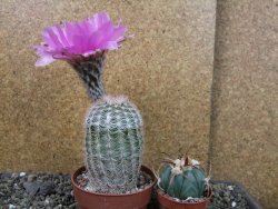 Echinocereus reichenbachii albispinus x bayleyi pot 8,5 cm - 12405728