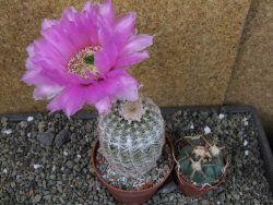 Echinocereus reichenbachii albispinus x bayleyi pot 8,5 cm - 12405729