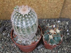 Echinocereus reichenbachii albispinus x bayleyi pot 8,5 cm - 12405730