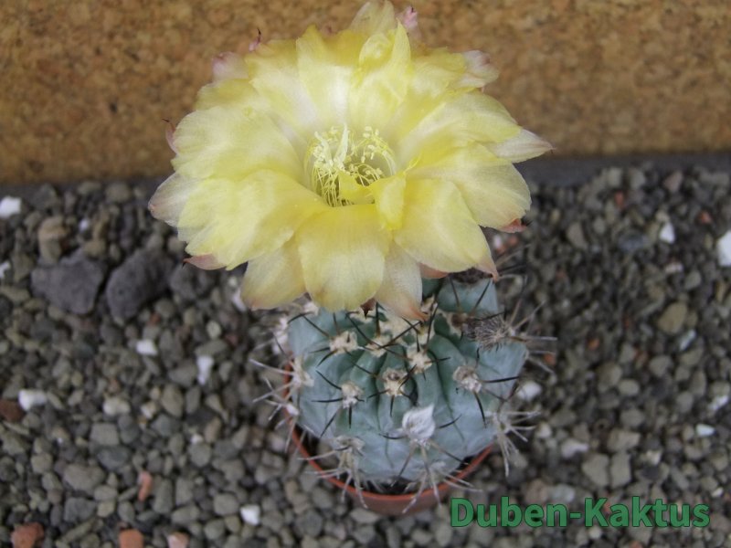 Acanthocalycium glaucum pot 5,5 cm