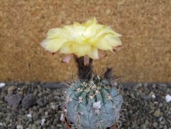 Acanthocalycium glaucum pot 5,5 cm - 12405731