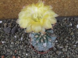 Acanthocalycium glaucum pot 5,5 cm