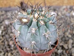 Acanthocalycium glaucum pot 5,5 cm - 12405735