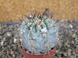 Acanthocalycium glaucum pot 5,5 cm - 12405736