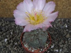 Tephrocactus geometricus, pot 5,5 cm