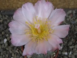 Tephrocactus geometricus, pot 5,5 cm - 12405742