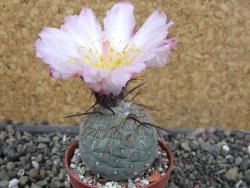 Tephrocactus geometricus, pot 5,5 cm - 12405743