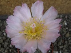 Tephrocactus geometricus, pot 5,5 cm - 12405744