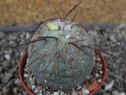 Tephrocactus geometricus, pot 5,5 cm - 12405745
