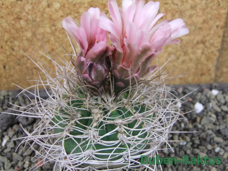 Gymnocalycium mazanense polycephalum VS 46 Cuipan, pot 7 cm