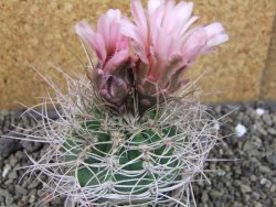 Gymnocalycium mazanense polycephalum VS 46 Cuipan, pot 7 cm