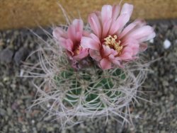 Gymnocalycium mazanense polycephalum VS 46 Cuipan, pot 7 cm - 12405759