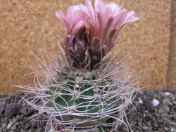 Gymnocalycium mazanense polycephalum VS 46 Cuipan, pot 7 cm - 12405760