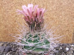 Gymnocalycium mazanense polycephalum VS 46 Cuipan, pot 7 cm - 12405762