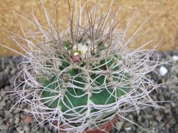 Gymnocalycium mazanense polycephalum VS 46 Cuipan, pot 7 cm - 12405763