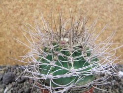 Gymnocalycium mazanense polycephalum VS 46 Cuipan, pot 7 cm - 12405764