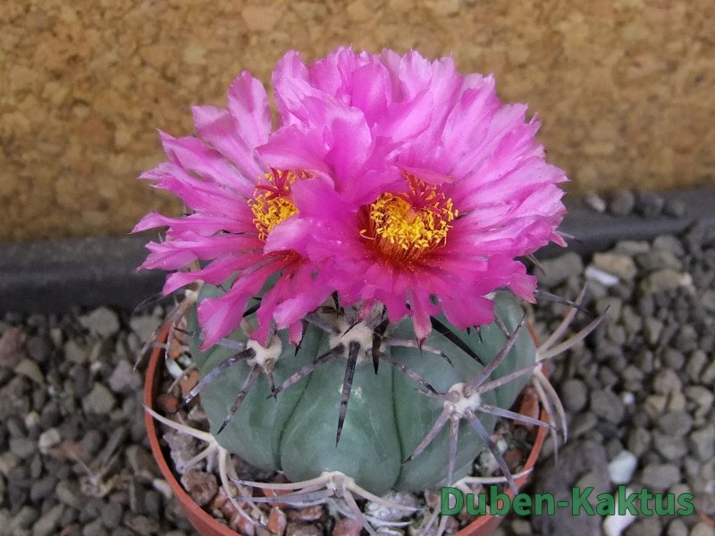 Echinocactus horizonthalonius El Pegueto Icamole pot 6,5 cm