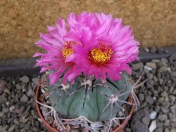 Echinocactus horizonthalonius El Pegueto Icamole pot 6,5 cm