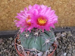 Echinocactus horizonthalonius El Pegueto Icamole pot 6,5 cm - 12405778