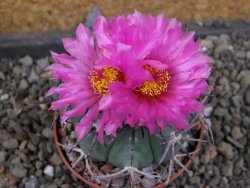 Echinocactus horizonthalonius El Pegueto Icamole pot 6,5 cm - 12405779