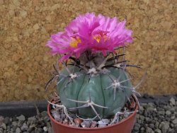 Echinocactus horizonthalonius El Pegueto Icamole pot 6,5 cm - 12405780