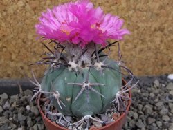 Echinocactus horizonthalonius El Pegueto Icamole pot 6,5 cm - 12405781