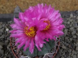 Echinocactus horizonthalonius El Pegueto Icamole pot 6,5 cm - 12405782