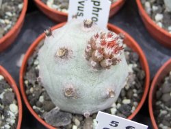 Tephrocactus calvus, pot 5,5 cm