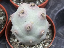 Tephrocactus calvus, pot 5,5 cm - 12405843