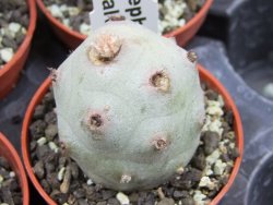 Tephrocactus calvus, pot 5,5 cm - 12405844