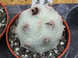 Tephrocactus calvus, pot 5,5 cm - 12405845