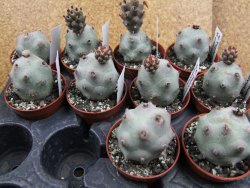 Tephrocactus calvus, pot 5,5 cm - 12405847